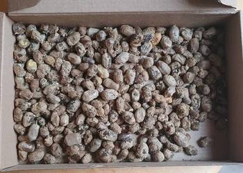 Kokony pszczoły rogatej ,faktura VAT Rr, integrowana produkcja