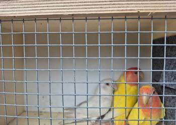 Papugi nierozlaczki czerwonoczelne