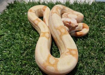 Boa cesarski Junglow