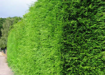 Thuja tuja BRABANT do 120cm PRODUCENT, tuja szmaragd