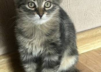 Kocurek Syberyjski gotowy do zmiany domu