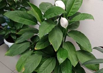 Skrzydłokwiat - Spathiphyllum