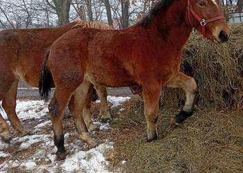 Źrebak zimnokrwiste Śląska