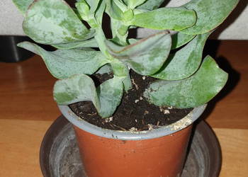 grubosz, crassula Arborescens lub Crassula undulatifolia 'Blue Hale