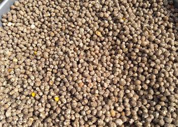 Łubin Karo gorzki wąskolistny certyfikat EKO około  12t