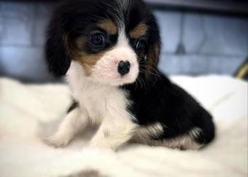 Piesek „BERNIE” Cavalier King Charles Spaniel Tricolor