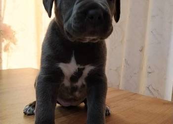 Cane Corso Italiano