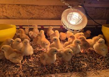 Brojler zagrodowy redbro i gołoszyjki