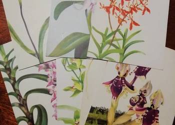 Balcerzak Alojzy kartki kolekcjonerskie storczyki