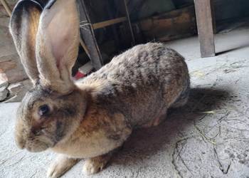 Królik olbrzym belgijski