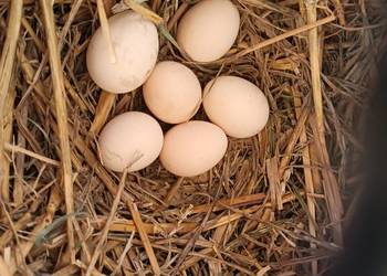 Sprzedam jajka lęgowe silki
