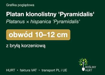 Platan klonolistny 'Pyramidalis' obwód 10-12 cm, z bryłą – HURT