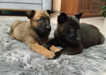 Owczarek belgijski Malinois