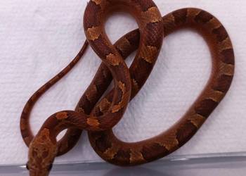 Węże zbożowe Bloodred 66%het Amel, Hypo.