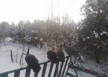 Perliczki perliki perliczka