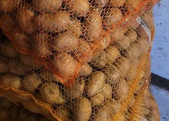 Ziemniaki sadzeniaki Soraja