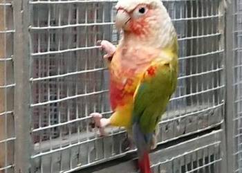 Rudosterki zielonolice Pineapple Rudosterki zielonolice Pineapple