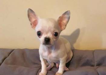 Chihuahua Cziłała cudny biały piesek Dyzio