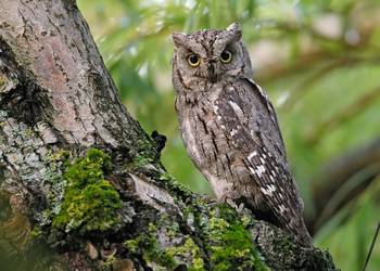 Syczek - Otus Scops. Młode 2025r Zapisy !