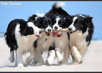 Border Collie szczenięta rodowód ZKwP FCI