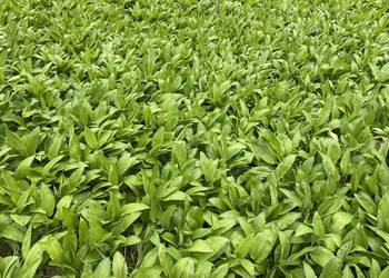 Czosnek niedźwiedzi