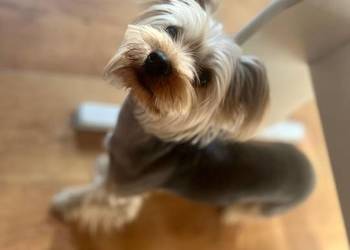 Sprzedam dorosłego yorka