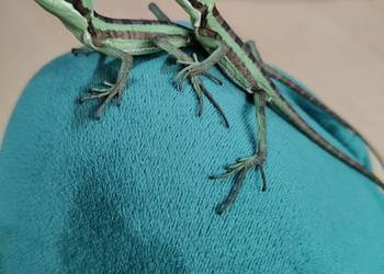 Laemantctus julioi - hełmogwan, ciężko dostępne