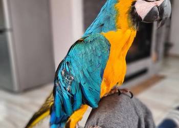 Ara Ararauna samiczka/zamiana na auto