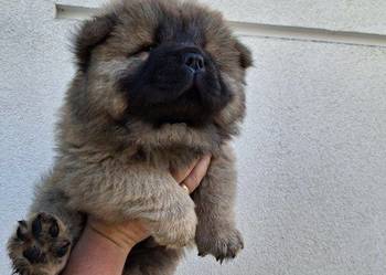 Misie chow chow