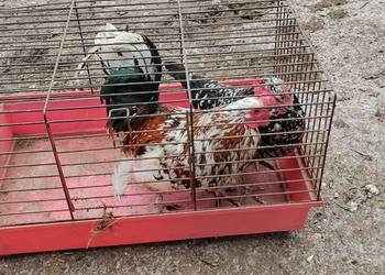 Liliputki porcelanowe 25r.