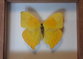 Motyl w ramce , gablotce 14x12cm Phoebis rurina