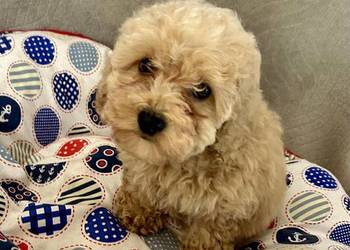 Pudel Toy apricot chłopiec