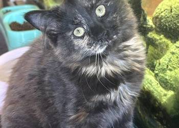 Koteczka Norweska Leśna