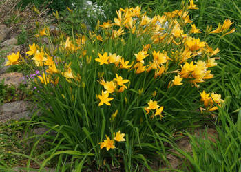 MINI LILIOWIEC Hemerocallis minor - sadzonki w doniczkach