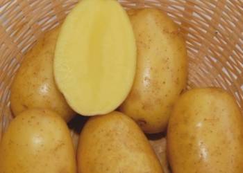 Sprzedam ziemniaki sadzeniaki odmiany Vega