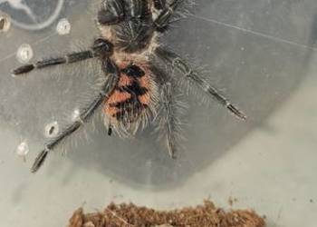 Pamphobeteus sp manganegra L4 Pamphobeteus sp manganegra L4