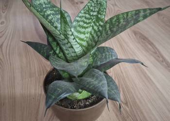Sansewieria