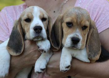 Beagle Panny na wydaniu  ZKwP/FCI  po Champione Polski