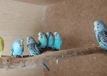 Papużki faliste standard