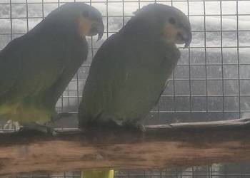 Amazonki modrobrewne kurika para