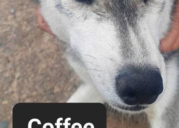 Syberiany husky mlode