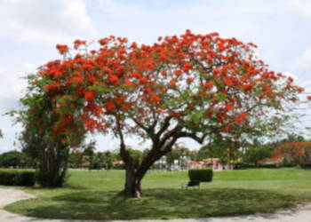 PŁOMIEŃ AFRYKI Delonix regia - sadzonki w doniczkach