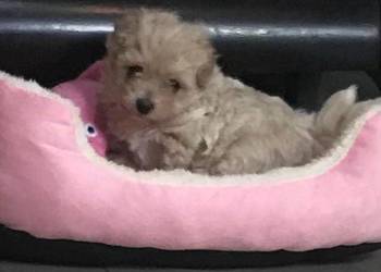 Maltipoo po malutkich rodzicach pudel toy red / maltańczyk