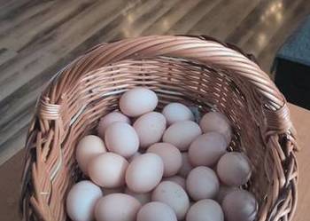 Jajka od kur z wolnego wybiegu