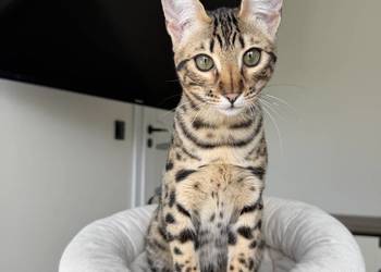 Savannah F6 Selena