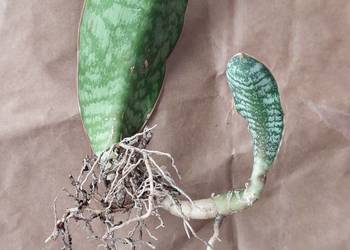 Sansevieria elliptica Horwood roślina z kolekcji oryginalna sansewieria