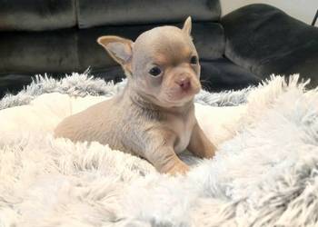 Piękny piesek chihuahua