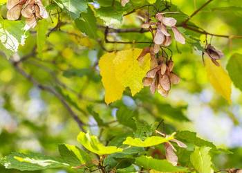 Klon jawor (Acer pseudoplatanus) obwód 16-18 cm, z bryłą – HURT