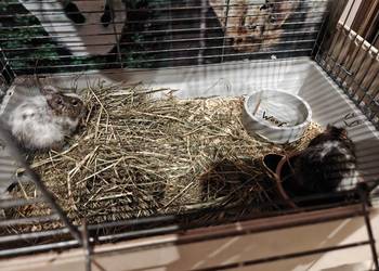 Oddam 2 koszatniczki