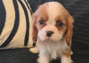 Cavalier sunia z czteropokoleniowym rodowodem